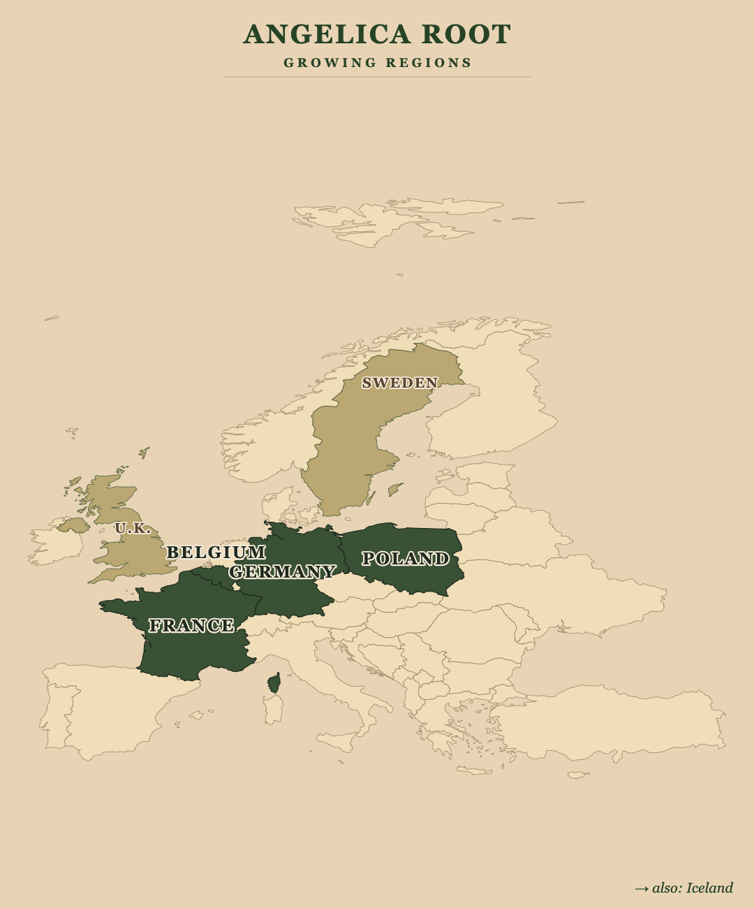 Angelica Root — growing regions