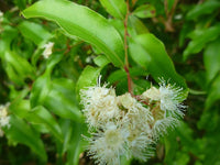 Anise Myrtle
