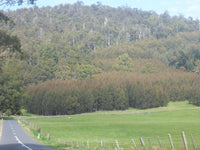 Blue Gum