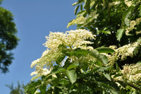 Elderflower