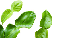 Kaffir Lime Leaf