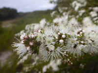 Kunzea