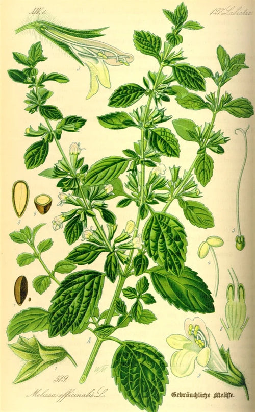 Lemon Balm variation