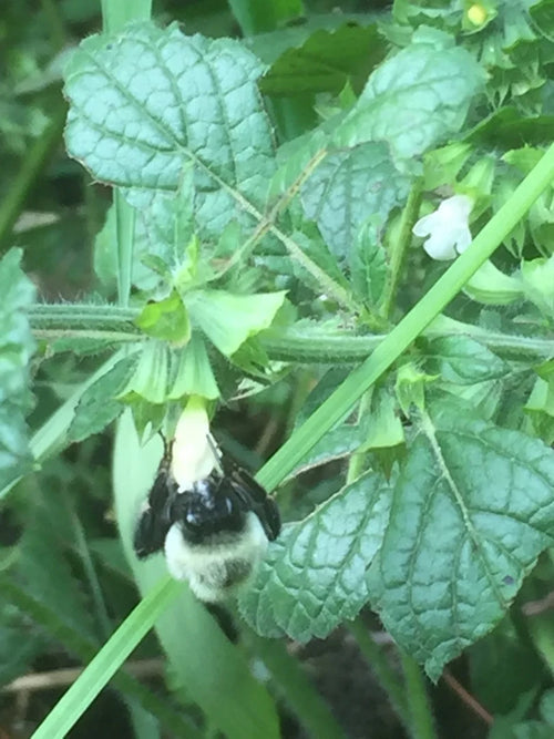 Lemon Balm variation