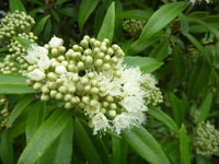 Lemon Myrtle