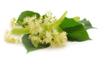 Limetree Flowers (Linden)