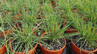 Native Lemongrass