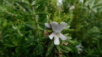 Native Rosemary/Sage