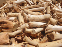 Northern Sandalwood