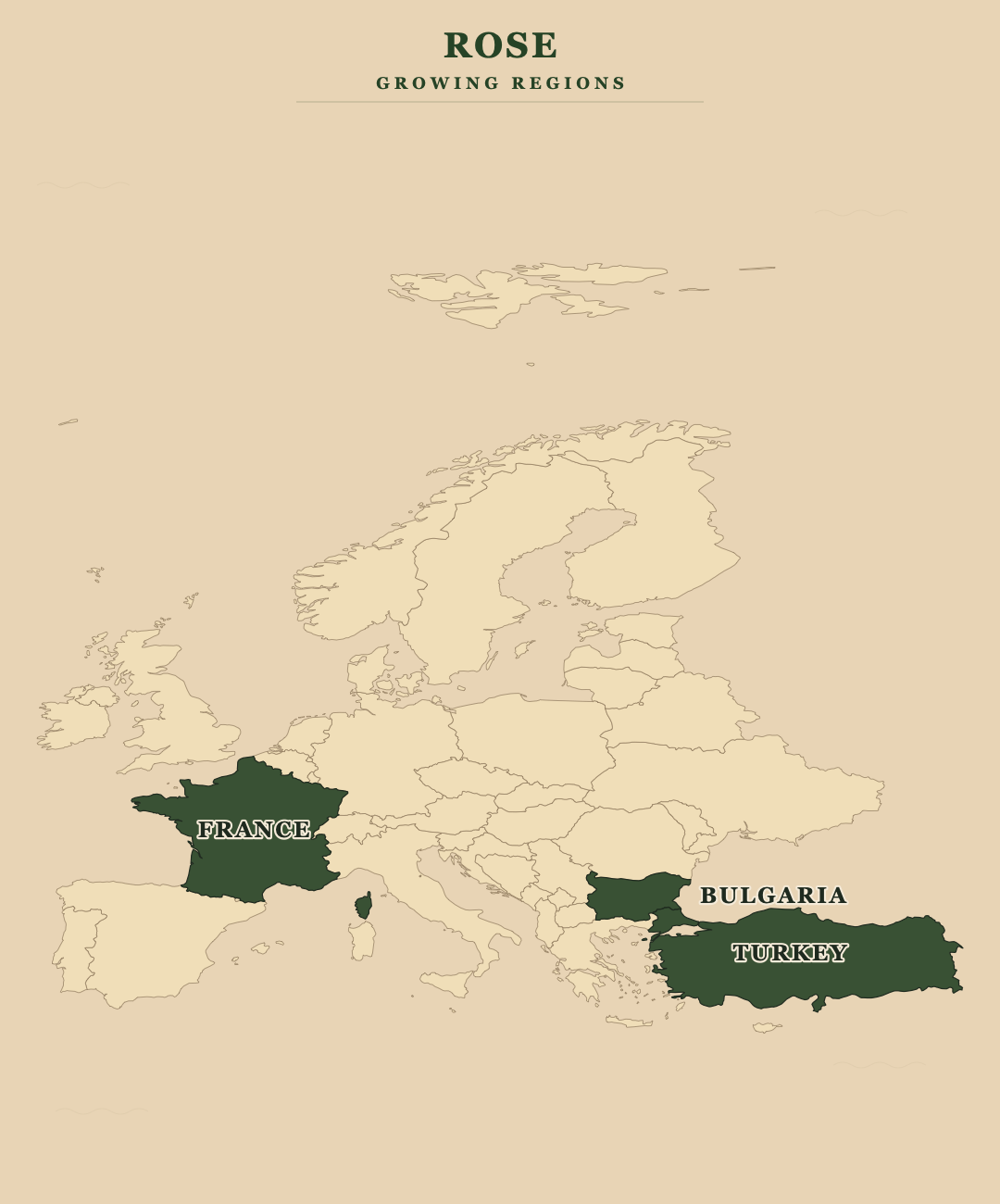 Rose — growing regions