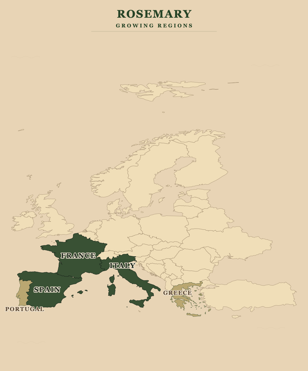 Rosemary — growing regions