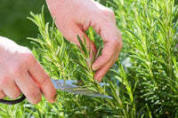 Rosemary