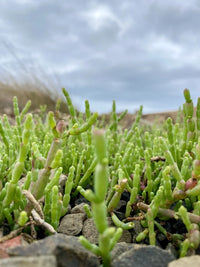 Samphire