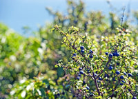 Sloe