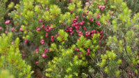 Tasmanian Native Pepper