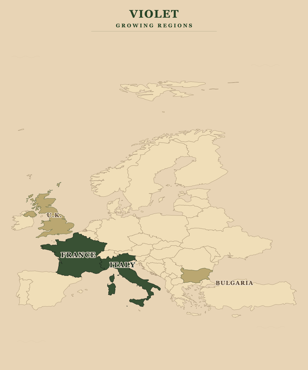 Violet — growing regions