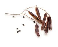 Wattle Seed