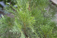 White Cypress