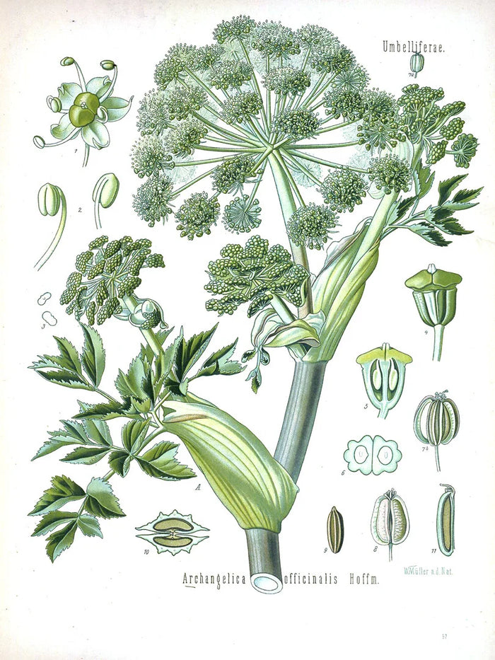 Botanical illustration of Angelica archangelica