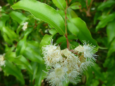 Anise Myrtle