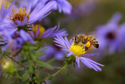 Bee Pollen