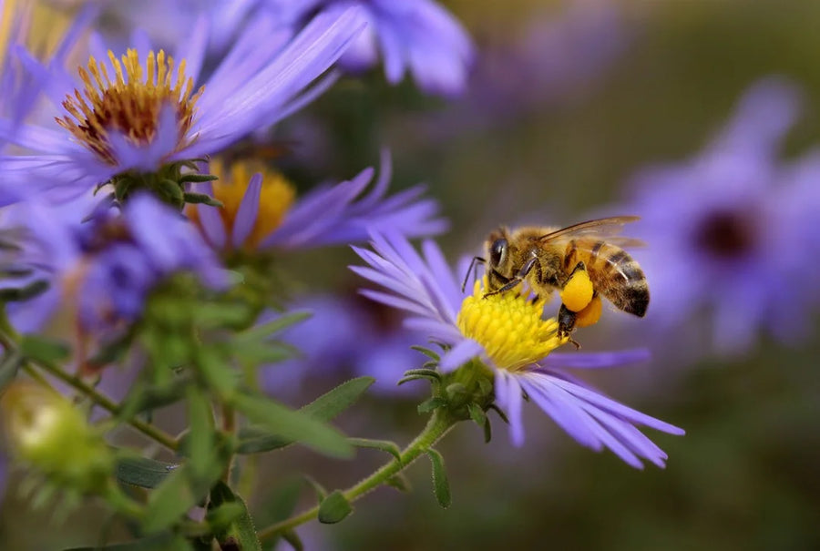 Bee Pollen — Honeyed, Floral, Earthy-grain