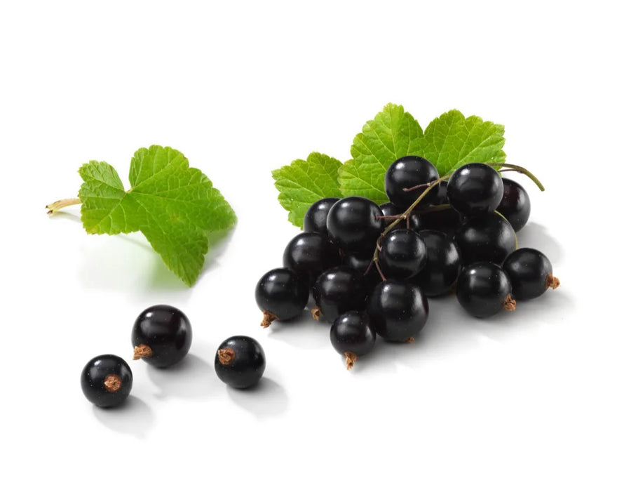 Blackcurrant — Cassis-dark, Tart-berry, Earthy-green
