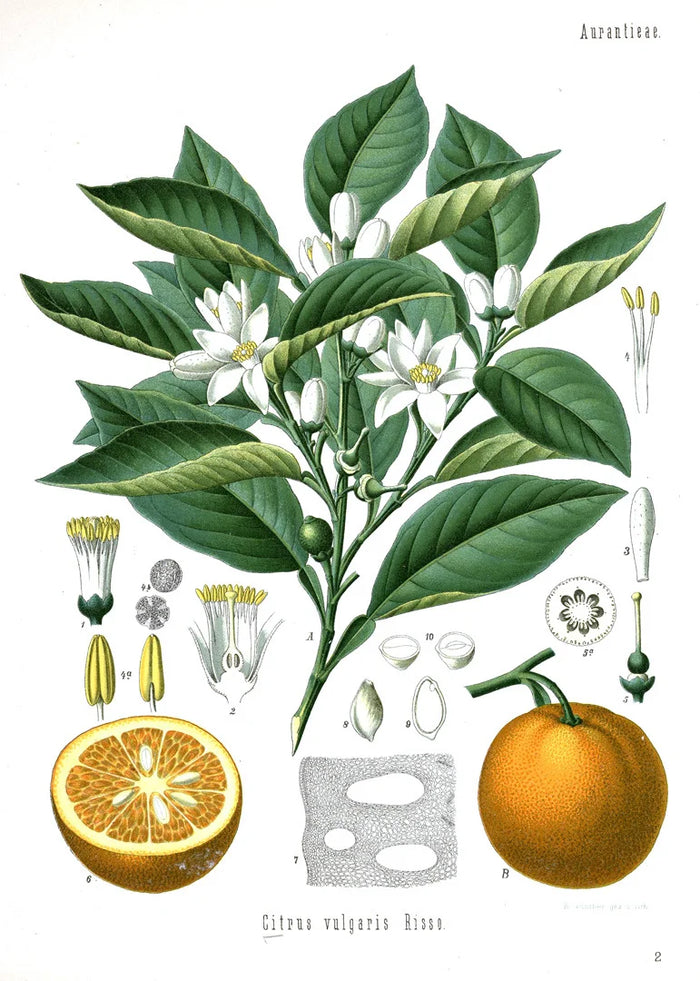 Botanical illustration of Citrus × sinensis