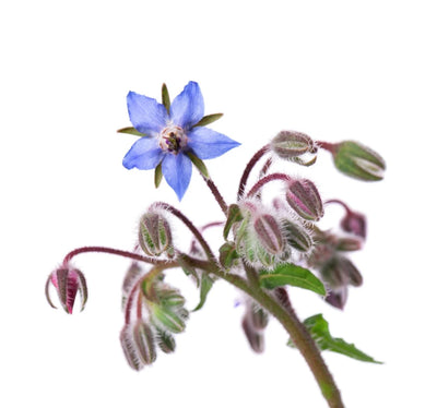 Borage Flower