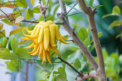 Buddha's Hand