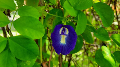 Butterfly Pea