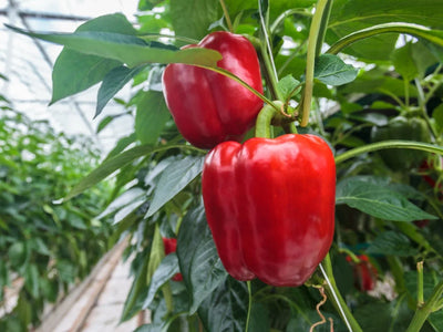 Capsicum/Bell Pepper (Red)