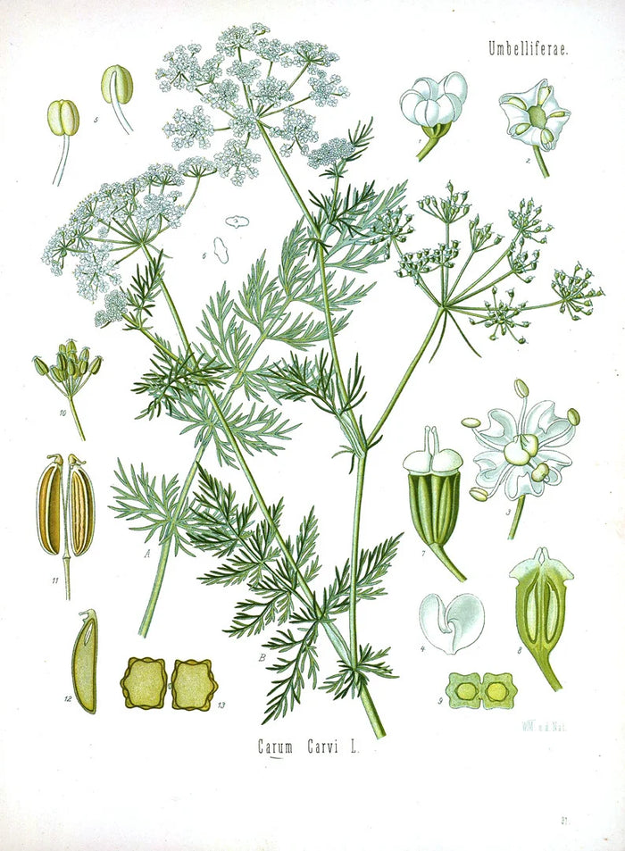 Botanical illustration of Carum carvi