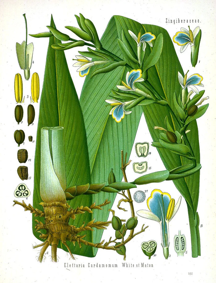 Botanical illustration of Elettaria cardamomum
