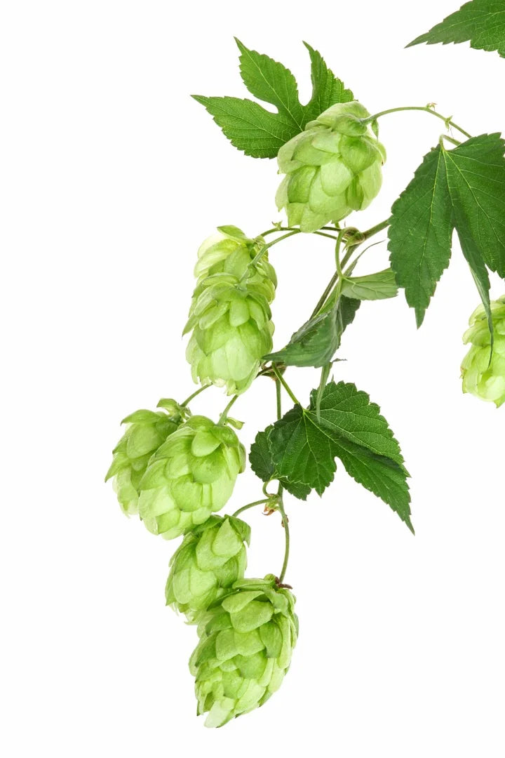 Cascade Hop — Citrus-grapefruit, Floral-piney, Bitter-bright