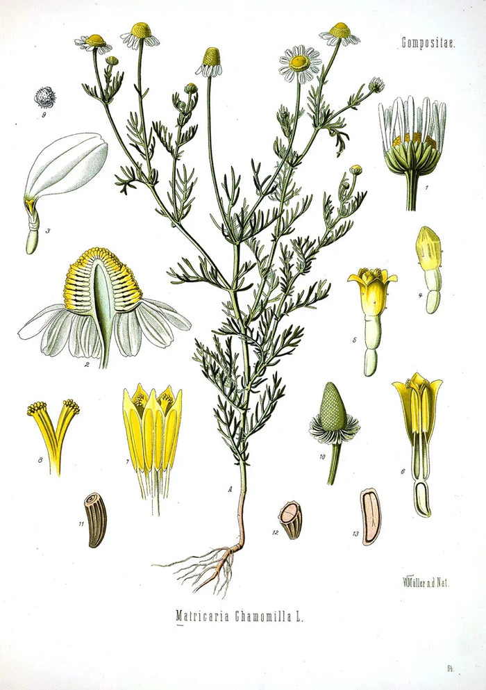 Botanical illustration of Matricaria chamomilla (German) / Chamaemelum nobile (Roman)