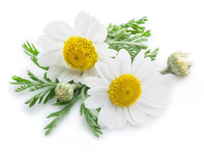 Chamomile