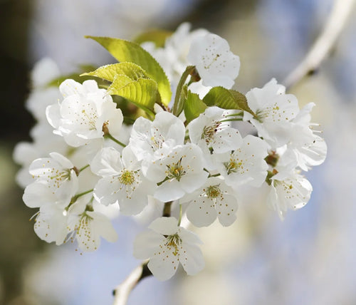 Cherry variation