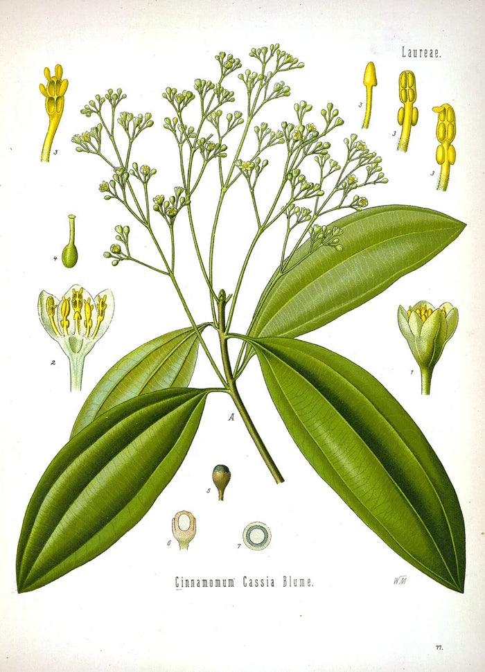 Botanical illustration of Cinnamomum verum