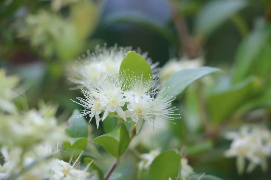 Cinnamon Myrtle — Sweet-cinnamon, Clove-warm, Nutmeg-spice
