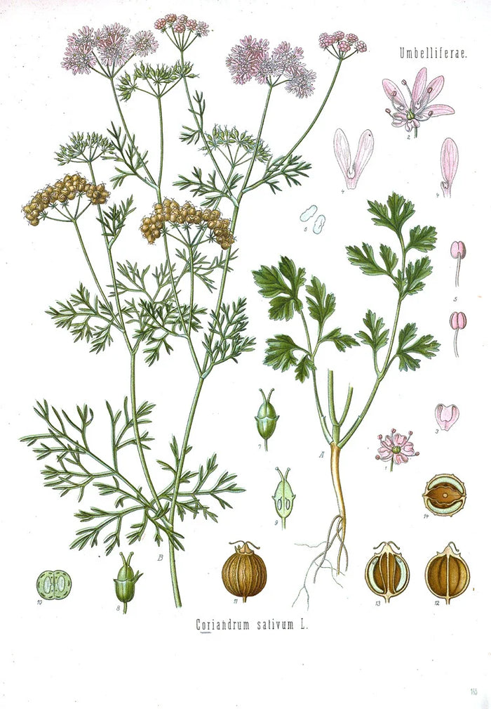 Botanical illustration of Coriandrum sativum