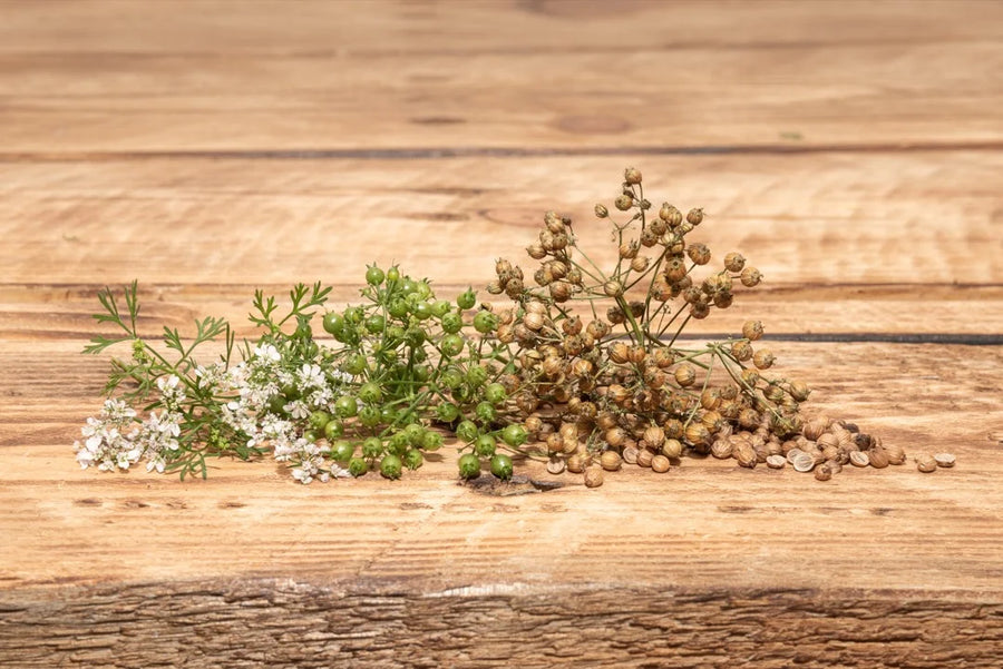 Coriander Seed — Citrus-bright, Warm-sweet, Lightly-floral