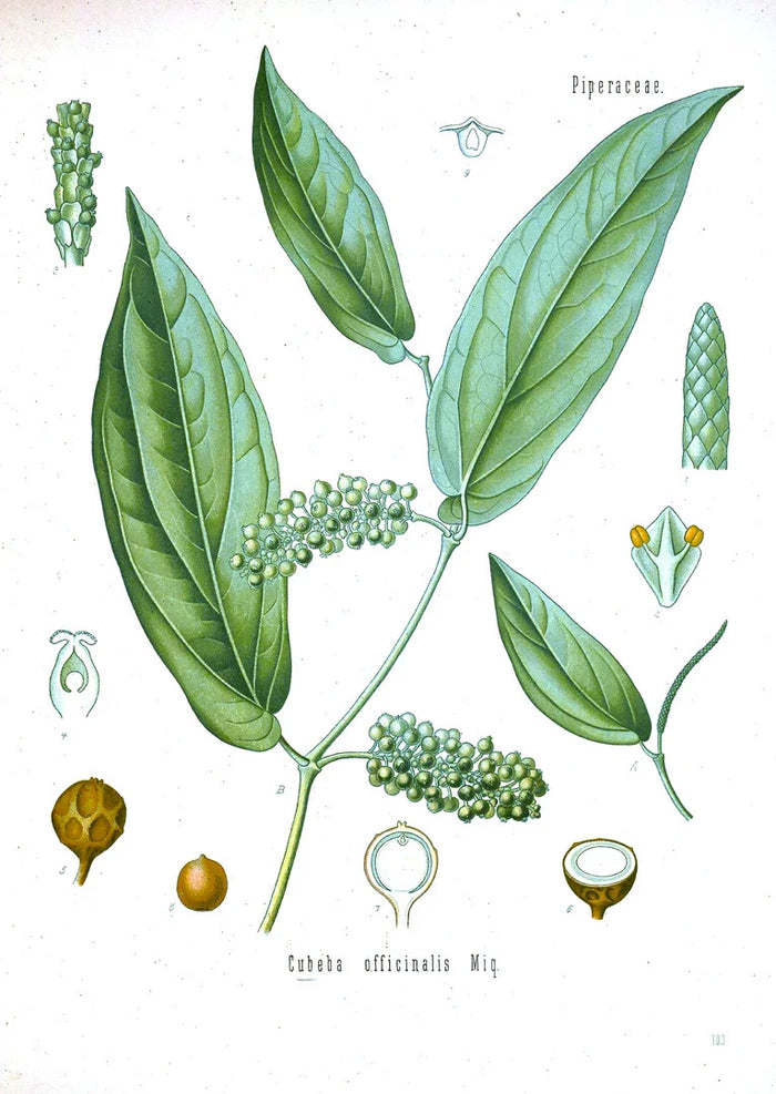 Botanical illustration of Piper cubeba