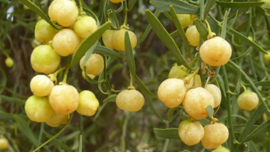 Desert Lime — Sharp-lime, Brittle-citrus, Outback-bright