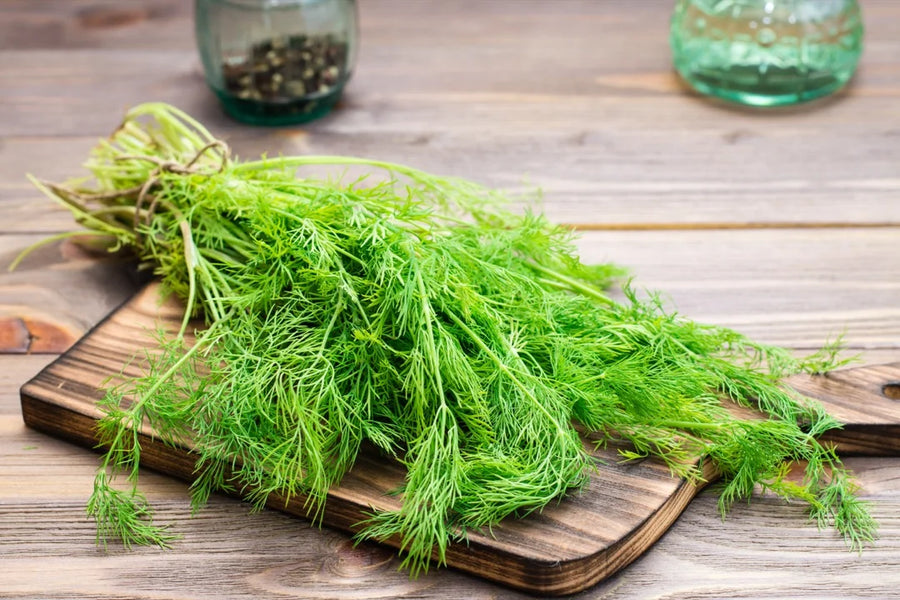 Dill — Bright-anise, Grass-fresh, Lightly-citrus