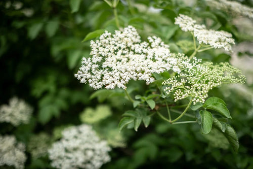Elderberry variation