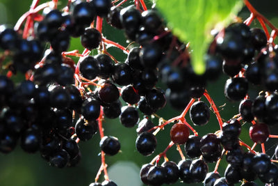 Elderberry