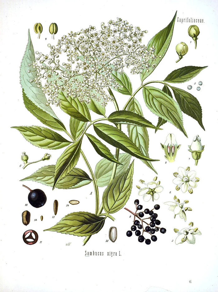 Botanical illustration of Sambucus nigra