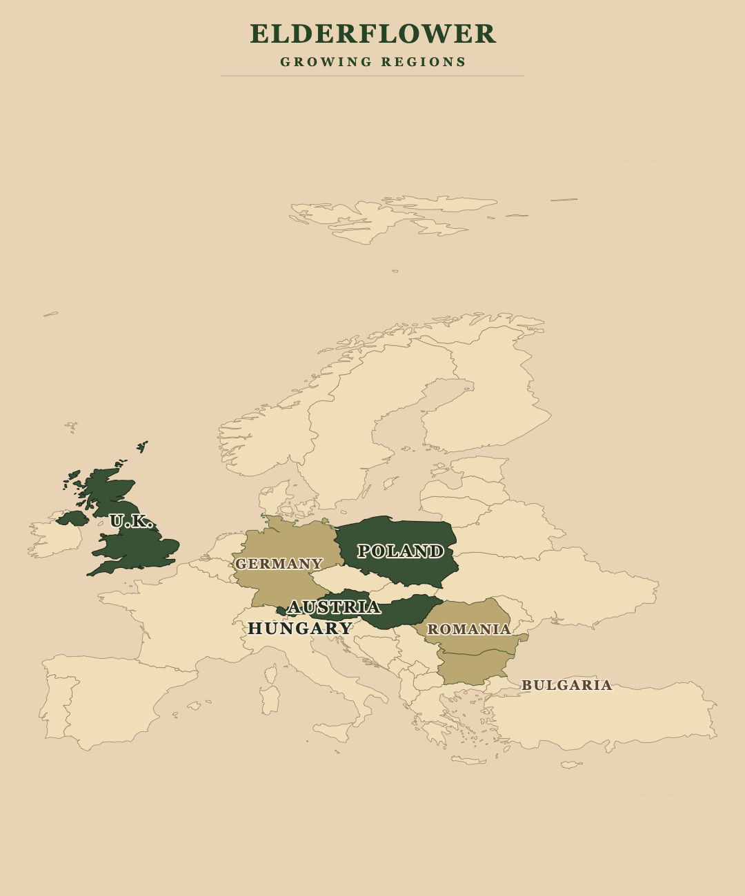 Elderflower — growing regions