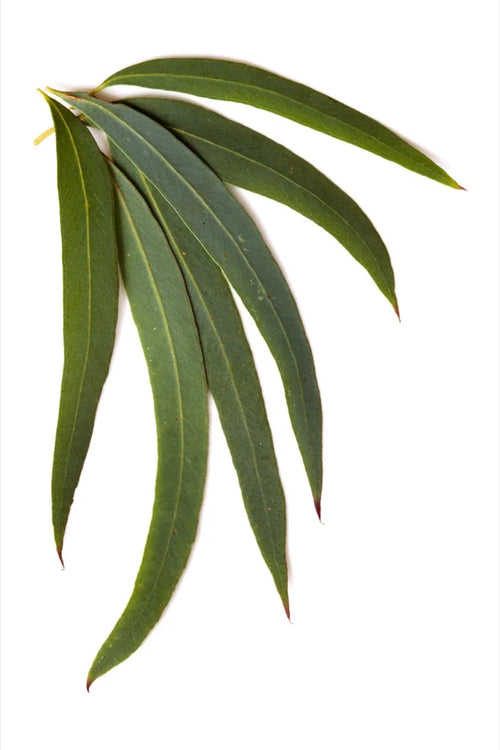Eucalyptus Australiana variation